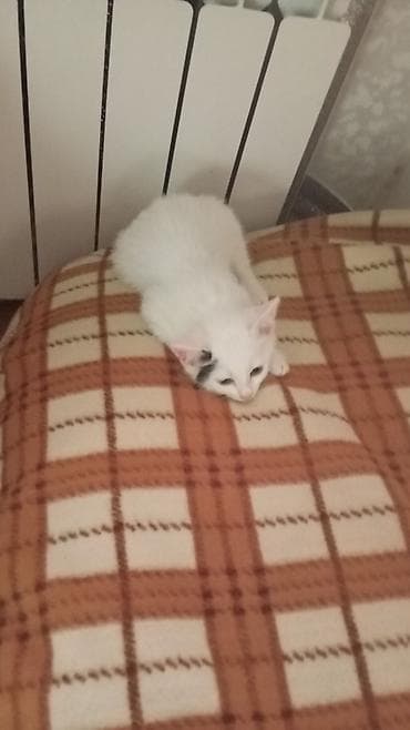 pişik sahiblendirilir: Erkək, Yaxşı əllərə — 2