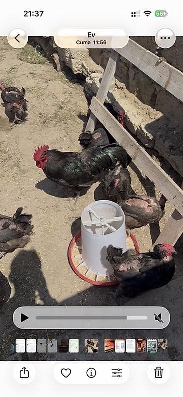 Куры: Qara rəngli toyuq və xoruzlar – yerli təsərrüfatdan avstralop 12 fərə — 2