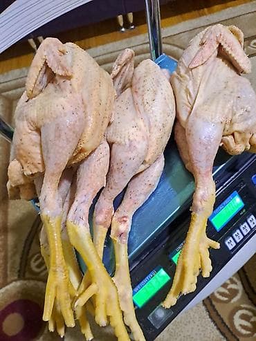 Kənd toyuğu Chicken Bütöv