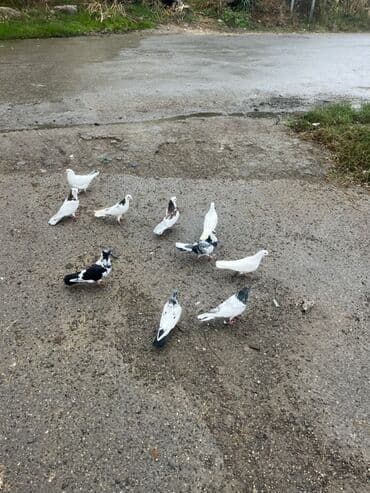 доска объявлений птицы: Salam tərgizilir uçuşlu heyvanlardı. Kom 10 m dan. Qış girdiynə göre — 3