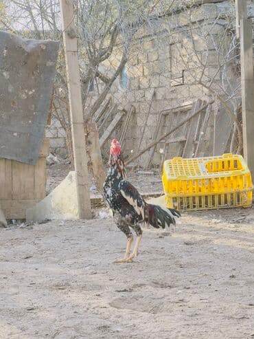 bece: Salam bu xoruzun 7 aylig bece ve fereleri satilir Məhsul: Xoruz — 2