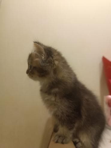 avcarka balaları: Britan — 5