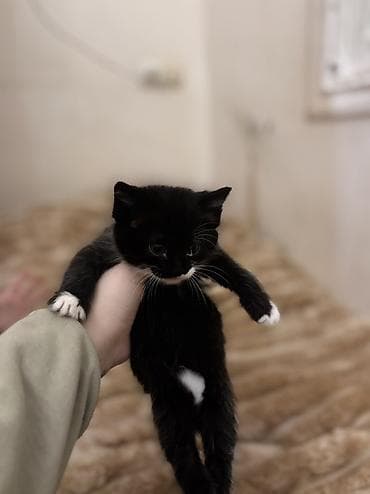 Akvariumlar: Britan yastı qulaq — 4