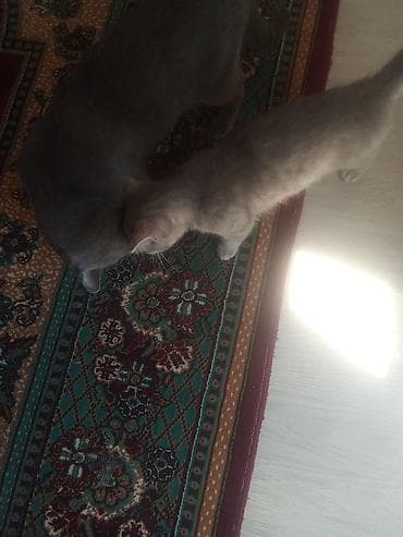 Pişiklər: Yaxşı əllərə — 2