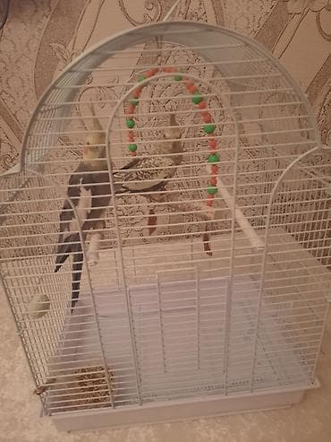 rəngli quşlar: Erkek tiwidir qefesle birnuerde verlir Nimfa (Cockatiel) cütlüyü və — 4