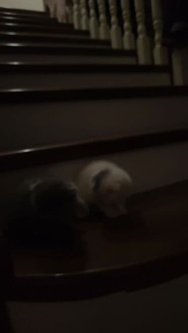 pişik tualet: Şotland yastı qulaq — 3