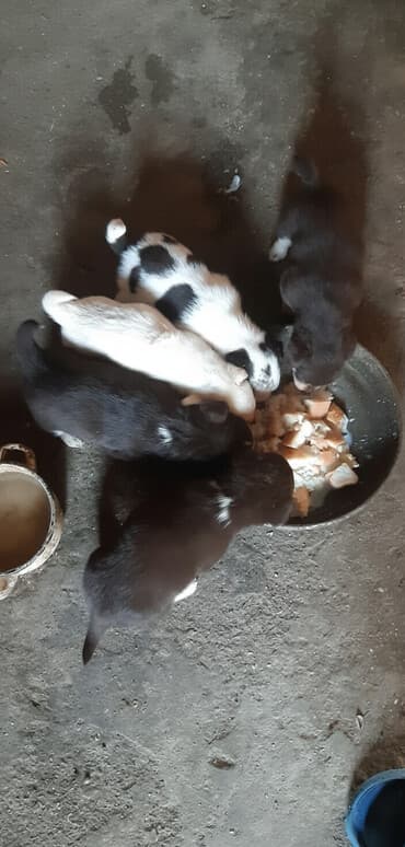 Zvanok balalari satilir qiymet 1 ededine aiddi unvan bileceri lalafo.az -da Zvanok balalari satilir qiymet 1 ededine aiddi unvan bileceri