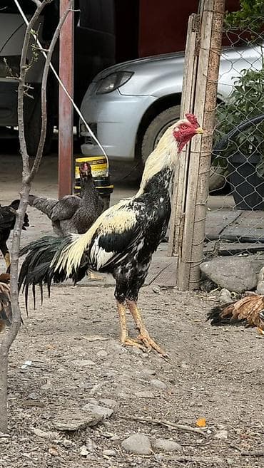 Gəmiricilər: 2 yaşındadır Celebad çalarınandır 80m damazlıq xoruz - Cins — 2