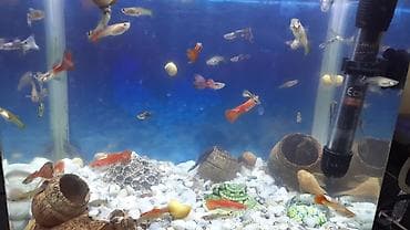 Akvariumlar: 35 e yaxin baliqdir. akvariumla bir yerde. unvan nermanov — 2