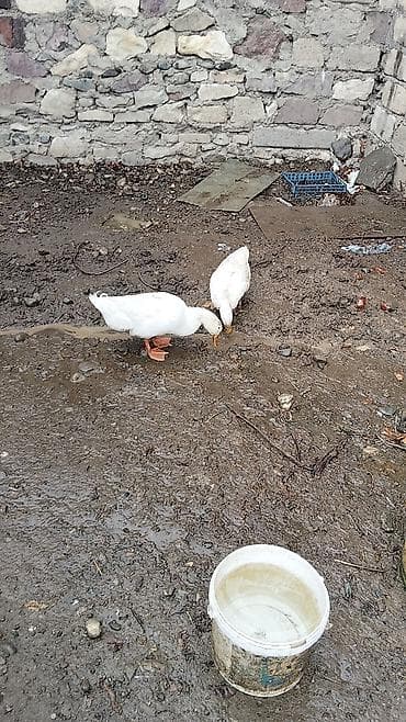 Gəmiricilər: Dişi, Damazlıq, Ünvandan götürmə — 4