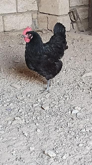 qara it: Toyuq, Australorp, Damazlıq, Ünvandan götürmə — 4