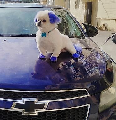 Pekines, 6 ay, Erkek, Peyvəndli