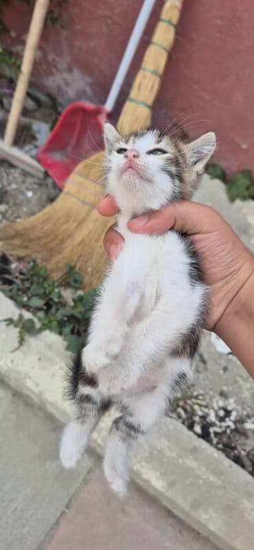 cins pişik: Erkək, Yaxşı əllərə, Ünvandan götürmə — 5