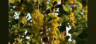 metlaq satisi: 🍇 ÜZÜM AĞACLARININ SATIŞI 🍇 Bağ salmaq istəyənlər üçün hazır və — 5