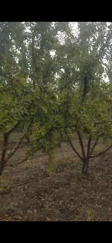 quru çay: Məhsul: Badam bağından təzə yığılmış badam (qabıqlı) Təsvir: - — 8