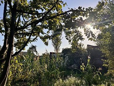 mingecevirde torpaq satisi: Torpaq sahəsi İsmayilli Rayonu Buynuz kəndində yerləşir. 10 sot — 2