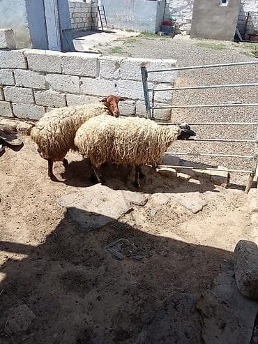 quzu satisi: Qoyunlar satılır 3 dənəsi 1.100 manata real alıcıya endirim olacaq — 4