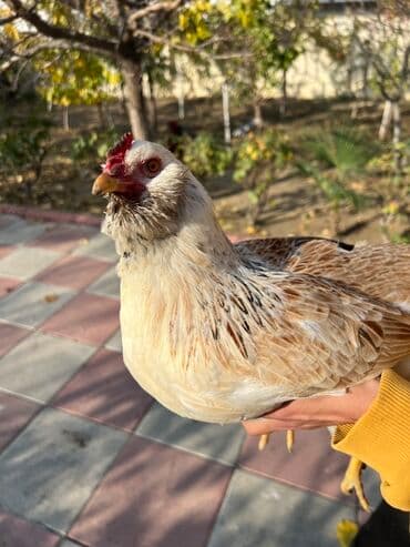 kend teserrufati: Toyuq, Yumurtalıq — 12