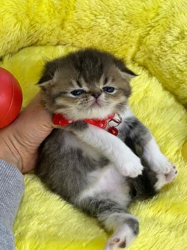 balaca sirin pisikler: Erkək, Dişi, Yaxşı əllərə, Ünvandan götürmə, Pulsuz çatdırılma, Ödənişli çatdırılma — 5