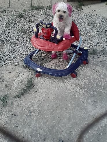 xaski balası: Kiçik itlər üçün geyim dəsti və aksesuar - Dəst: şapka + paltar - — 3