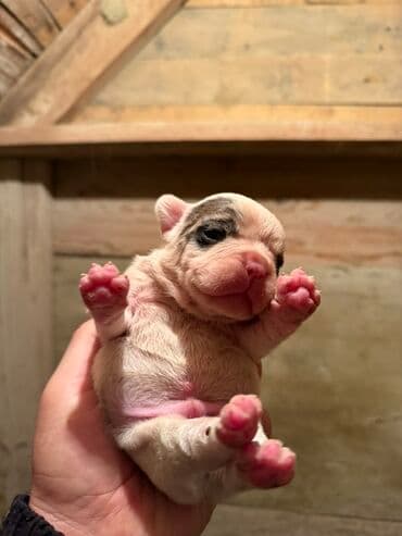 акита ину цена в баку: Американский бульдог, 1 месяц, С прививками, Платная доставка — 12