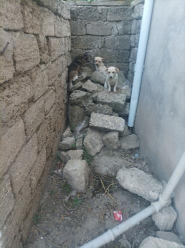 bokser it: Zvonok, 1 il, Dişi, Cütləşmə üçün, Ünvandan götürmə — 2