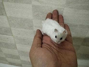 gəmirici: Məhsul: Cırtdan hamsterlər (Djungarian/campbell tipli) Rənglər: tam — 7