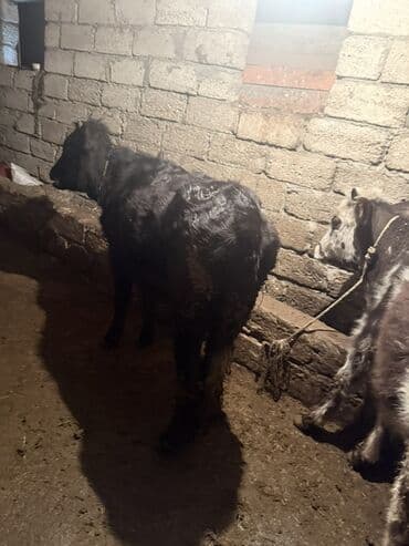 Gəmiricilər: Məhsul: Mal-qara – iki baş düyə Təsvir: - Şəkillərdə ağ-qara ləkəli — 5