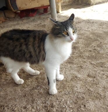 sarı pişik: Yaxşı əllərə — 2