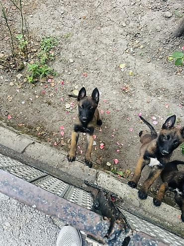 Belçika çoban iti lalafo.az -da Belçika çoban iti