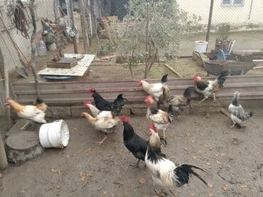 toyuq satilir: Satişda xoruz var 2-2,3 kg — 1