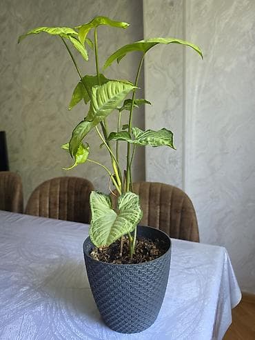 dibcek qablari: Synginium otaq bitkisidir - Növ: Syngonium podophyllum (ox şəkilli — 4