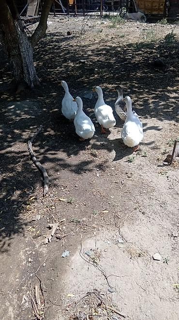 cin iti: Salam.pekin ördəkləri satılır biri 15manata təxminən 3,4aylığdılar — 1