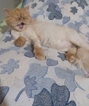 fars pişik: Fars — 3