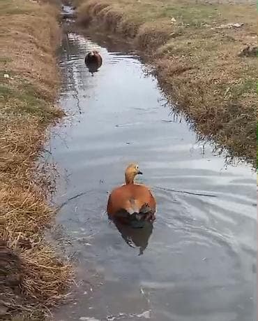 xacmaz heyvan bazari: Cut Anqut satilir tecli
 erkey Maya 
isdiyene vidyosunuda ata bilerem — 3