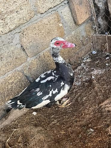 Erkək, | Lal ördək, Damazlıq, Ünvandan götürmə