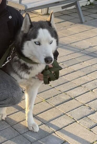 Xaski, 10 ay, Erkek, Peyvəndli, Ünvandan götürmə