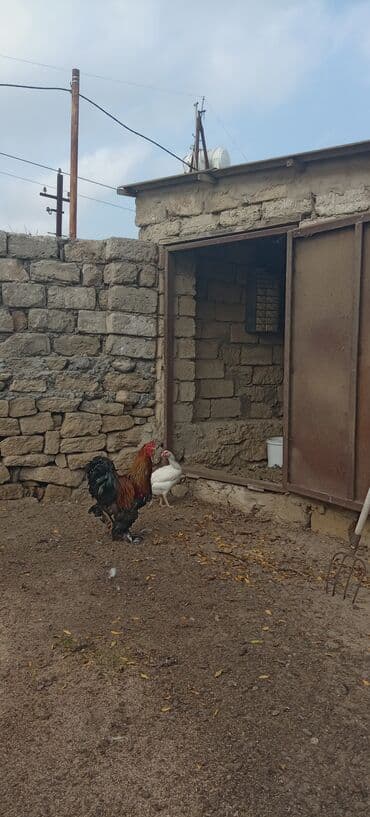 Buzovna kendinde toyuq hindusqa satilir munasib qiymete