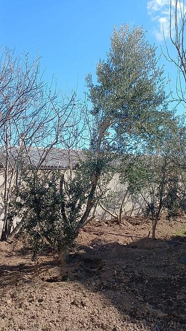tuya ağacı yağı: Məhsul: Zeytun ağacları (bağ və landşaft üçün) - Növ: Zeytun (Olea — 3