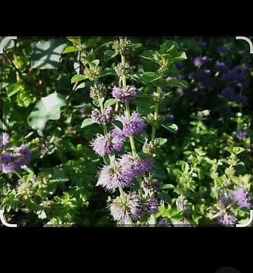 Su nanəsi (Mentha aquatica) – ətirli, bənövşəyi çiçəkləri olan — 1
