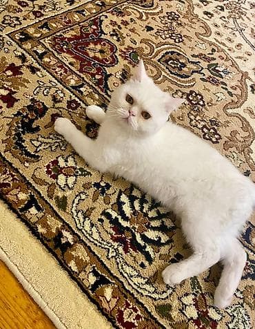 Satilir.9 ayliqdi.Cinsdi.Ata pers ana wotland.Qum terbiyesi var