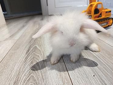 qax heyvan bazar: 1ayliq.Mavi gozli holland lop balası — 1
