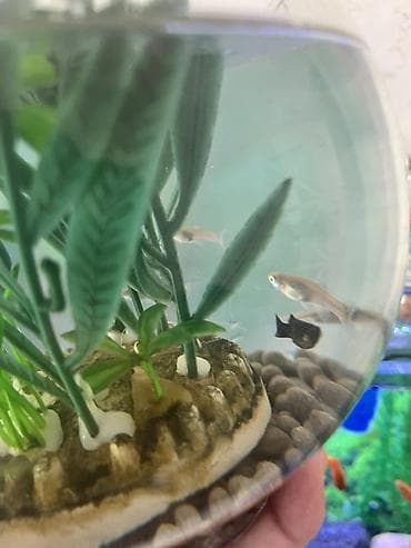 balix: Yumru akvarium, Balıqlarla birlikdə, 3 l — 7