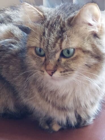 pişiy adları: Şotland yastı qulaq, Yaxşı əllərə — 4