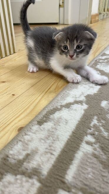 pişik bala: Şotland, Erkək, Dişi — 10