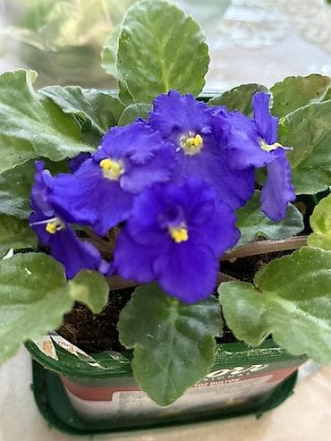 otaq bitkiləri: Afrika bənövşəsi (Saintpaulia) – parlaq bənövşəyi çiçəklərli, sarı — 2