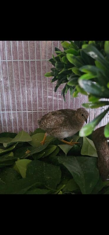 клетка для попугая: Dişi çin bildirçini satılır 20 m — 1