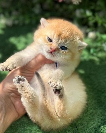 nitq mədəniyyəti: Britan — 9