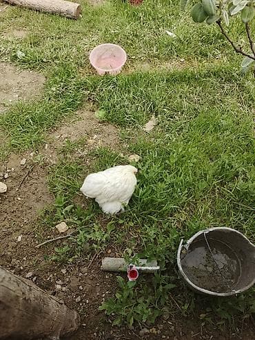 ligorin toyuq: Toyuq, Damazlıq — 8