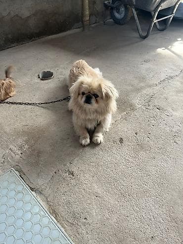 Pekines